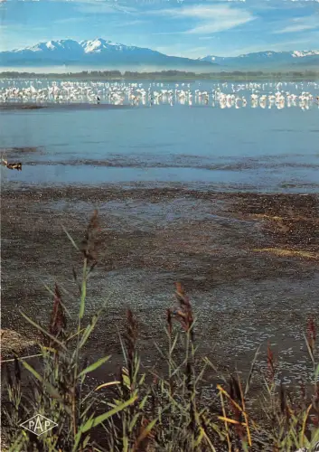 BR4443 Roussillon Languedoc Flamants sur les etangs france