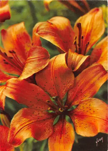 B52147 Blüten Fleurs Lilium