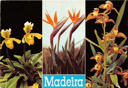 BR8906 Zypipediom Insigne Madeira Fleurs Blumen Portugal