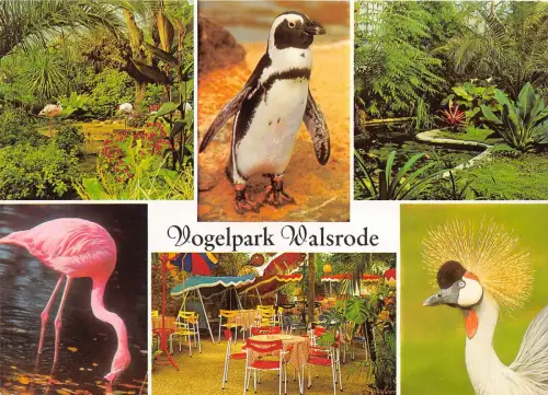 B36776 Tiere Animaux Oiseaux Vogel germany