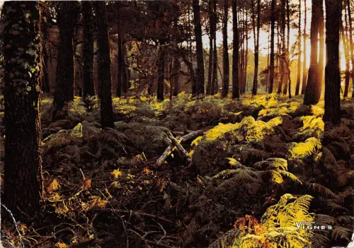 BR2242 Visage des Landes Contre Jour france