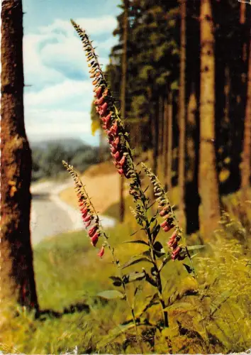 BG12681 der schöne harz fingerhut germany