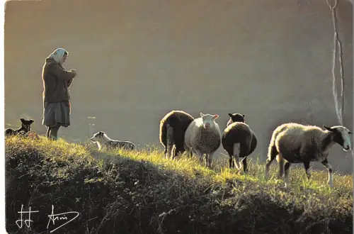 BR1446 Frankreich Elevage Schafe Brebis