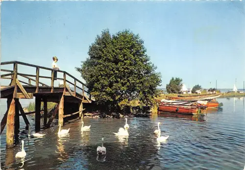 BG10469 Cygne Schwan Steinhude am Meer Promenade Germany