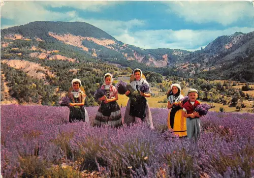 BR23435 Cueillentte de la Lavande Flowers fleurs france