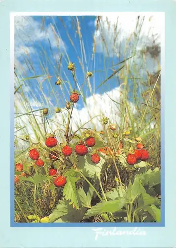 B96427 finlandia suomi finland Strawberry