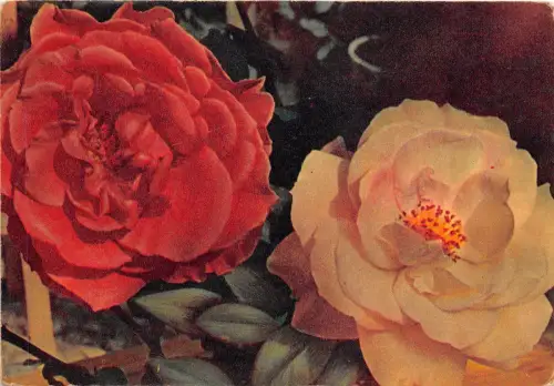 B75120 Blütenfleur