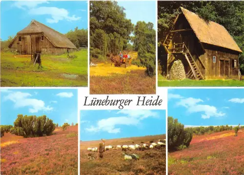 BG13237 Lüneburger Heide Schaf Mouton Arten Folklore Germany