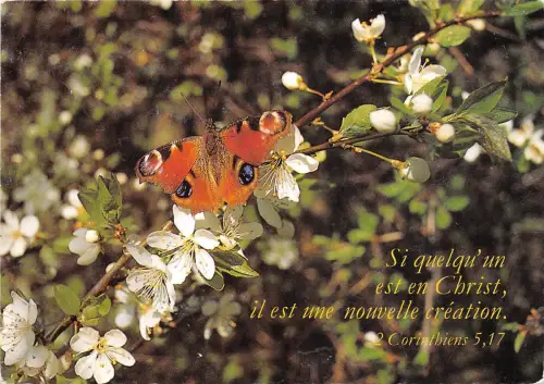 B51482 Tiere Animaux Papillon Schmetterling