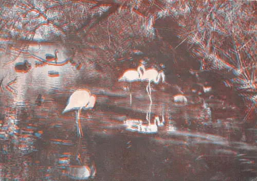 B54532 Oiseaux Vögel Moskau Storch Ostankino Russland