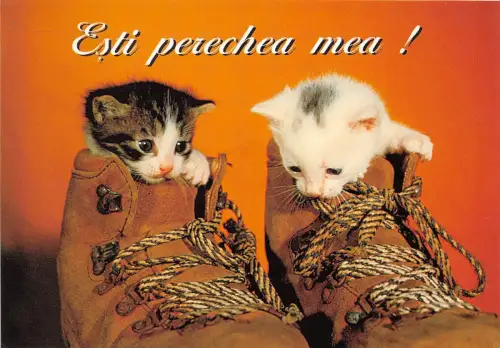 B74195 esti perechea mea chat katze animaux Tiere