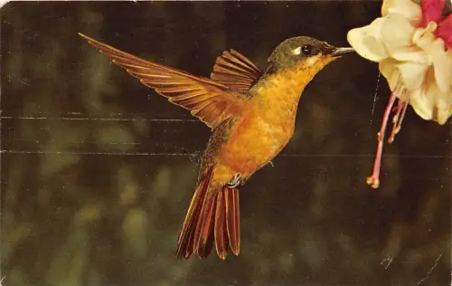 B36760 Tiere Animaux oiseaux Vogel germany