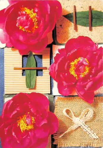 B52032 Fleurs Blüten Rose