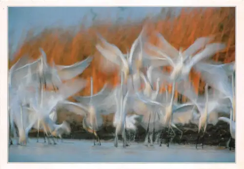 B36785 Tiere Animaux Oiseaux Vogel Ungarn