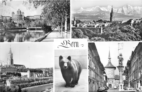 B43869 unsere Bärentiere