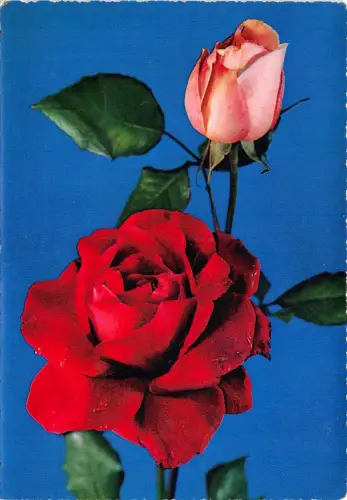 B52135 Blüten fleurs Jolies Rosen