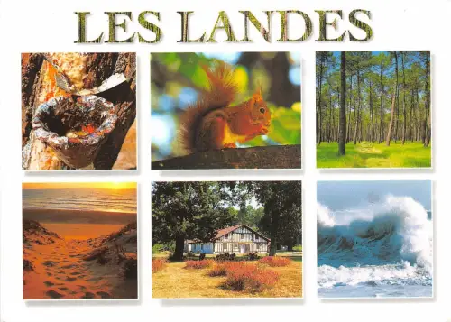 B51493 Tiere Animaux Squirel écureuil