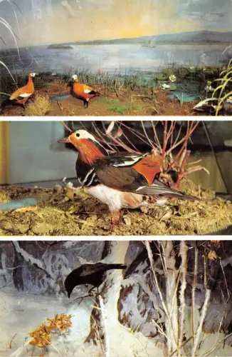 B15993 Tiere Oiseaux Vögel Donaudelta