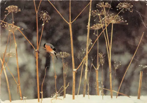 B67309 Finnland Punatulkku talventorrottajassa