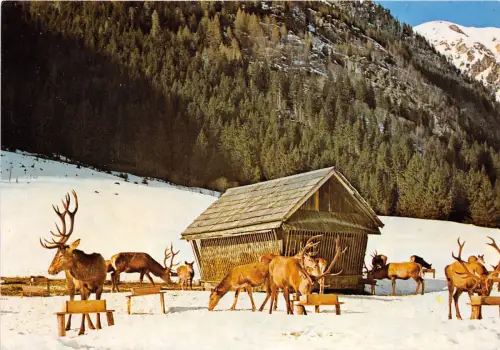 B70312 Tiere Animaux Rehe Chevreuils