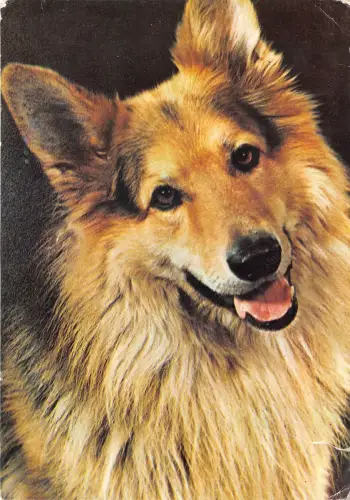 B75193 Hund Chien Animaux Tiere