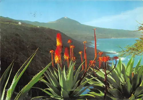 BG11955 tenerife flores y teide spain