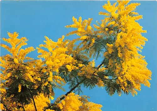 BR001 Bouquet de Mimosas Cote d`Azur Frankreich