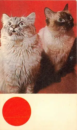 B28556 Tier Katze Chat 8x5cm