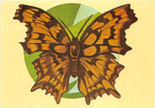 B0222 Tiere Papillons Schmetterlinge Polygonis C-Album Front/Back Scan