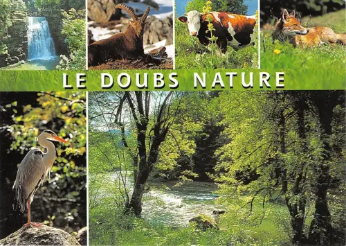 B51464 Tiere Animaux Vaches Kühe Gämsen Fuchs Vögel Oiseaux