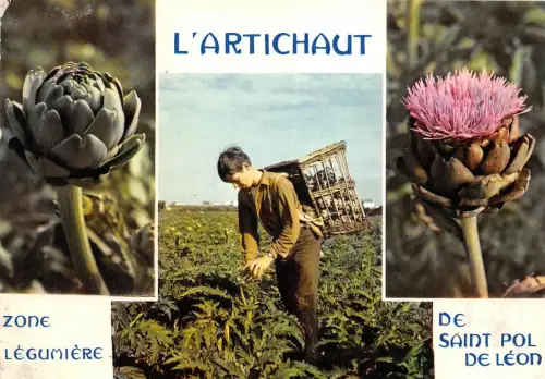 BR3590 Saint Pol de Leon Recolte de juillet a septembre Bretagne france