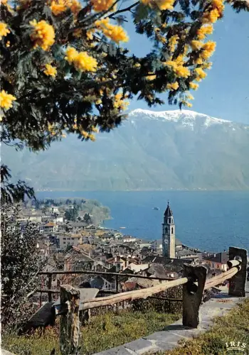 B31722 Ascona Lago Maggiore Primavera con Mimosa Schweiz