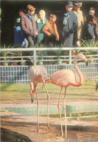 B15999 Tiere Oiseaux Vögel Flamingo