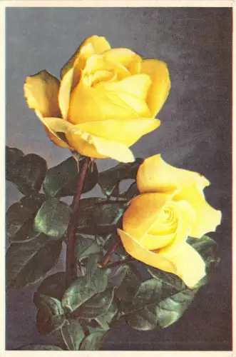 B52076 Fleurs Blumen Rosen