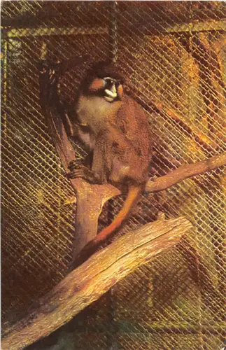 B15946 Rumänien Cercopitecus Cephus Affe