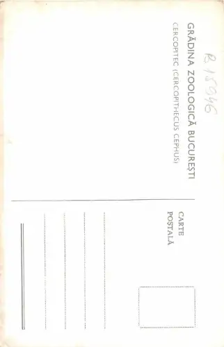 B15946 Rumänien Cercopitecus Cephus Affe