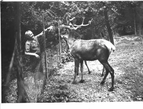 B26620 Cerfs Vrais Photo Rumänien Foto Real Simeria Hunedoara