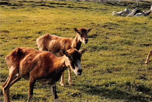 B75189 Ziegenchavre Animaux Tiere