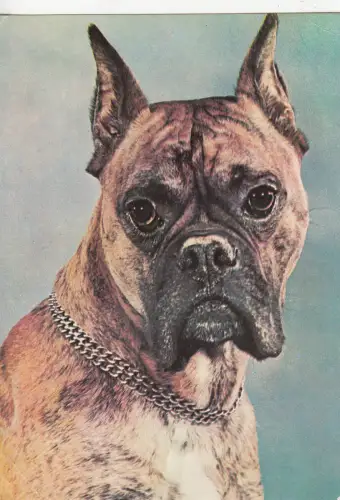 B78958 Tiere Animaux Hund Chien Vorder-/Rückseite Bild