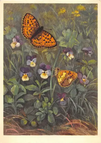 B27566 Papilons Fritillary Schweiz
