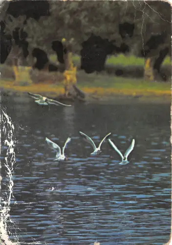 B36772 Tiere Animaux Oiseaux Vogel Rumänien gebogen