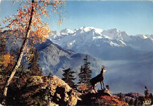 B51934 Tiere Animaux Le Chamois des Alpes gouth chèvre