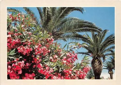 B52158 Blumen fleurs Vegetation mediterraneenne