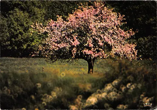 BR13414 - 21 Bilder du printemps laube baum frankreich