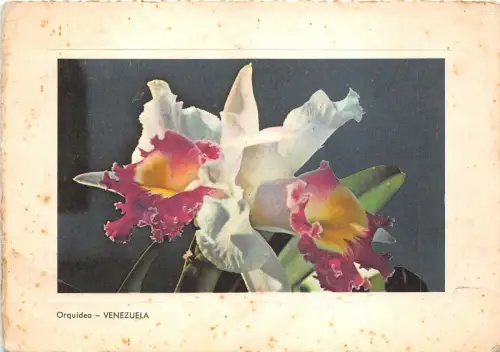 B3315 Fleurs Orquidea Orchild Venezuela 1967 Front/Back Scan