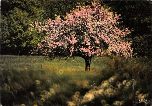 BR13199 Image du pintemps arbres tree france