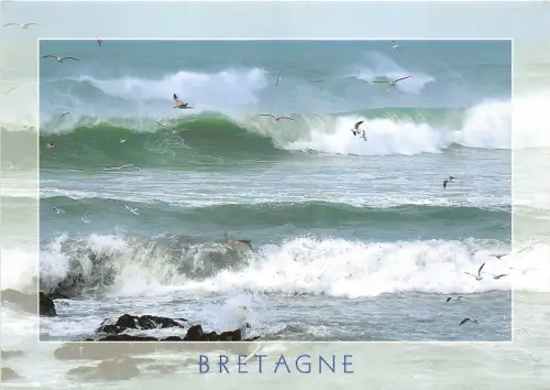 B51309 La Bretagne vague de goenlands france