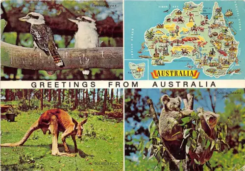 B25918 Australien Känguru Koalabären Animaux Tiere
