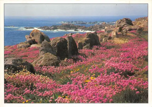 B50004 Blumen Fleurs Armerie maritime en fleur sur la cote france