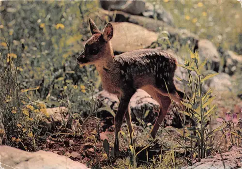 B43871 Chevreau Hirsch Kalb Tiere